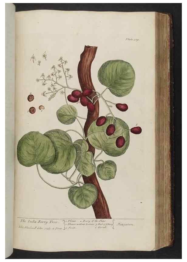 Reproducción/Reproduction 8362202252: A curious herbal. London : Printed for Samuel Harding, 1737-1739.