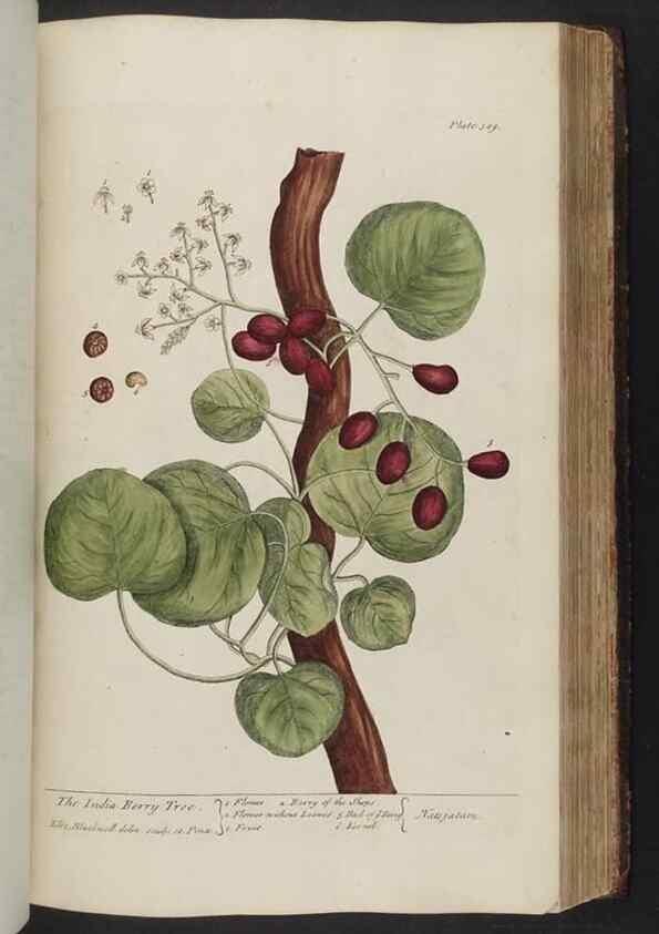 Reproducción/Reproduction 8362202252: A curious herbal. London : Printed for Samuel Harding, 1737-1739.
