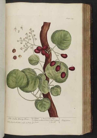 Reproducción/Reproduction 8362202252: A curious herbal. London : Printed for Samuel Harding, 1737-1739.