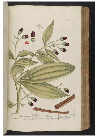 Reproducción/Reproduction 8361141387: A curious herbal. London : Printed for Samuel Harding, 1737-1739.