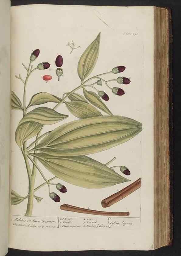 Reproducción/Reproduction 8361141387: A curious herbal. London : Printed for Samuel Harding, 1737-1739.