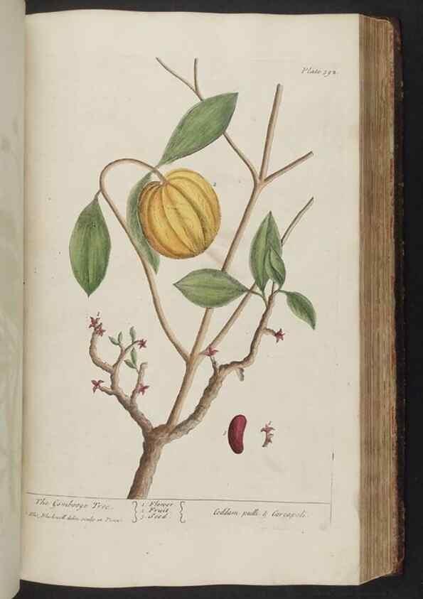 Reproducción/Reproduction 8361141589: A curious herbal. London : Printed for Samuel Harding, 1737-1739.