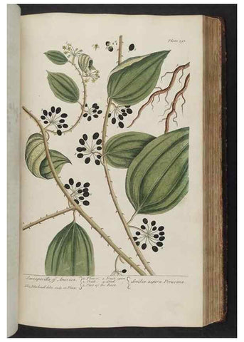 Reproducción/Reproduction 8362203220: A curious herbal. London : Printed for Samuel Harding, 1737-1739.