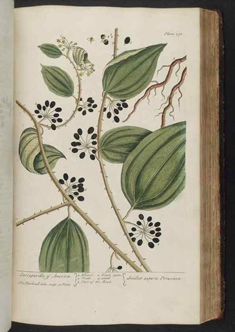 Reproducción/Reproduction 8362203220: A curious herbal. London : Printed for Samuel Harding, 1737-1739.