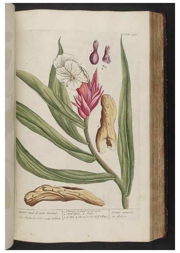 Reproducción/Reproduction 8361141941: A curious herbal. London : Printed for Samuel Harding, 1737-1739.