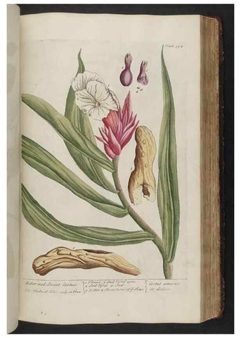 Reproducción/Reproduction 8361141941: A curious herbal. London : Printed for Samuel Harding, 1737-1739.