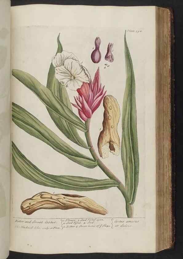 Reproducción/Reproduction 8361141941: A curious herbal. London : Printed for Samuel Harding, 1737-1739.