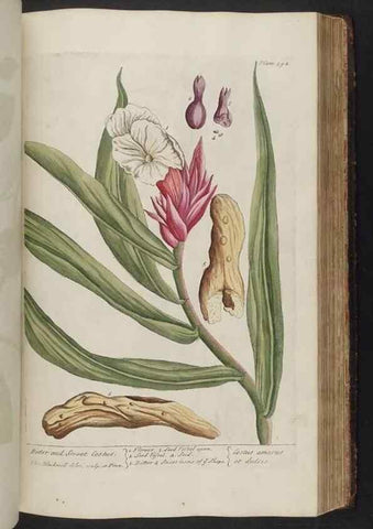 Reproducción/Reproduction 8361141941: A curious herbal. London : Printed for Samuel Harding, 1737-1739.