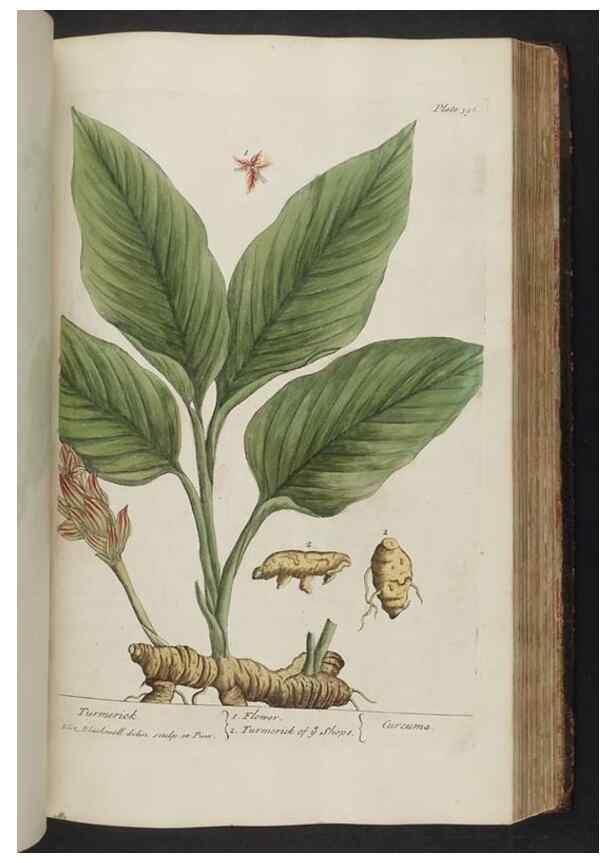 Reproducción/Reproduction 8361142355: A curious herbal. London : Printed for Samuel Harding, 1737-1739.