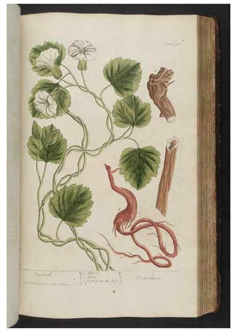 Reproducción/Reproduction 8362203958: A curious herbal. London : Printed for Samuel Harding, 1737-1739.