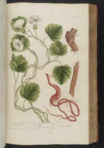 Reproducción/Reproduction 8362203958: A curious herbal. London : Printed for Samuel Harding, 1737-1739.