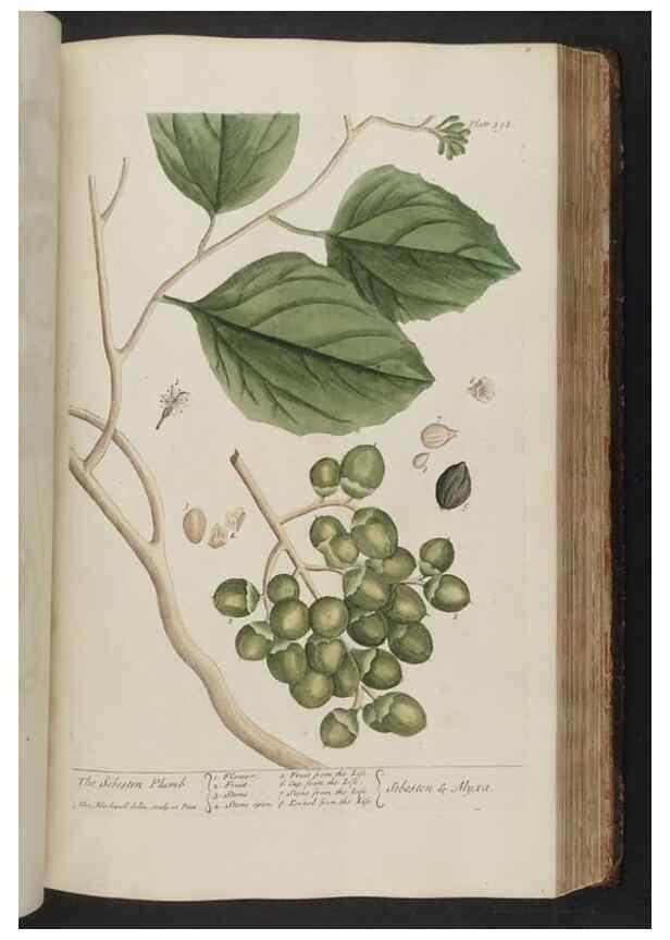 Reproducción/Reproduction 8362204318: A curious herbal. London : Printed for Samuel Harding, 1737-1739.