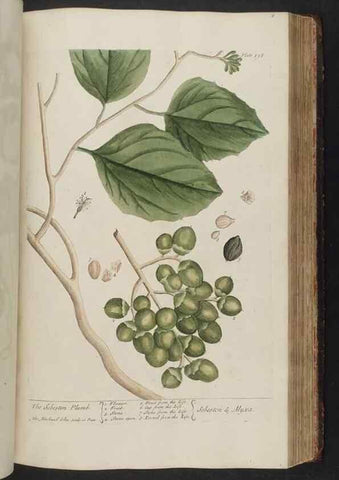 Reproducción/Reproduction 8362204318: A curious herbal. London : Printed for Samuel Harding, 1737-1739.