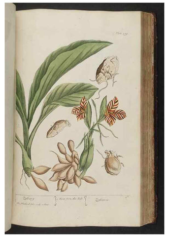 Reproducción/Reproduction 8362204494: A curious herbal. London : Printed for Samuel Harding, 1737-1739.