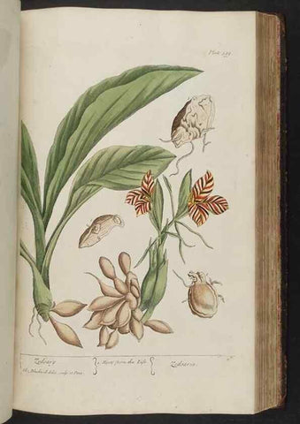 Reproducción/Reproduction 8362204494: A curious herbal. London : Printed for Samuel Harding, 1737-1739.