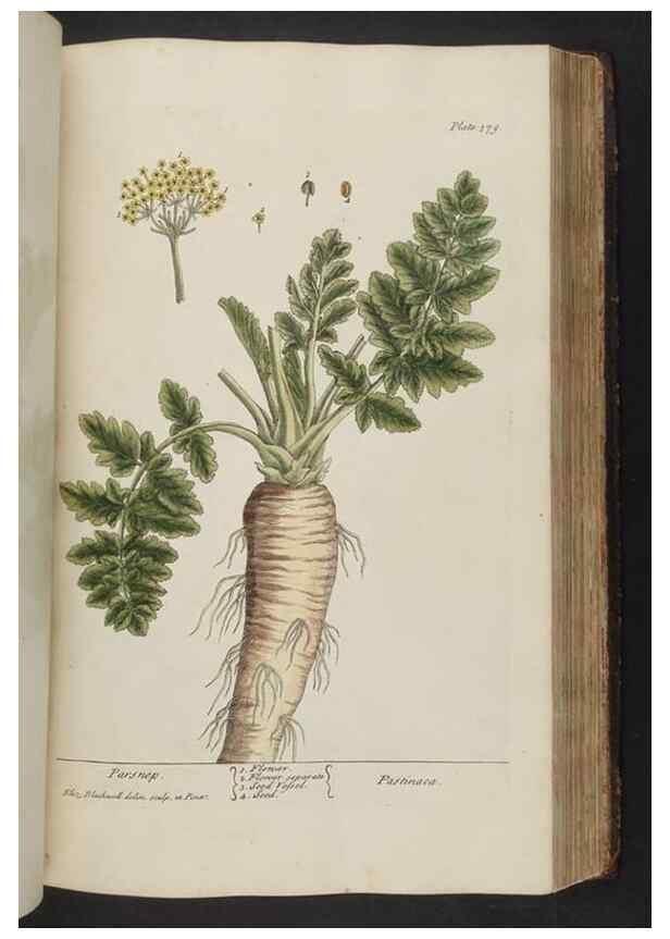 Reproducción/Reproduction 8362199736: A curious herbal. London : Printed for Samuel Harding, 1737-1739.