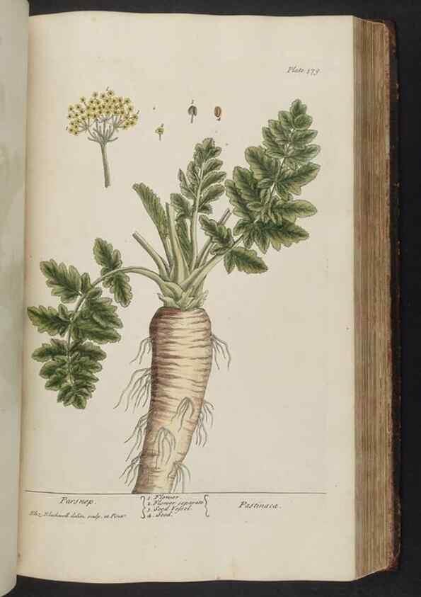 Reproducción/Reproduction 8362199736: A curious herbal. London : Printed for Samuel Harding, 1737-1739.