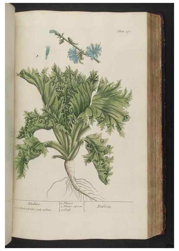 Reproducción/Reproduction 8362199476: A curious herbal. London : Printed for Samuel Harding, 1737-1739.