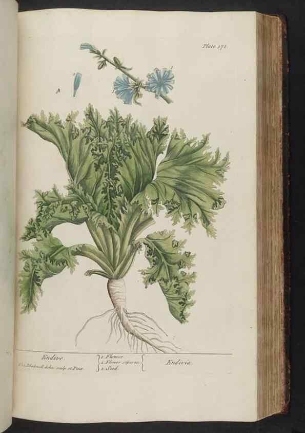 Reproducción/Reproduction 8362199476: A curious herbal. London : Printed for Samuel Harding, 1737-1739.