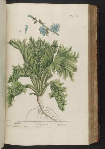 Reproducción/Reproduction 8362199476: A curious herbal. London : Printed for Samuel Harding, 1737-1739.