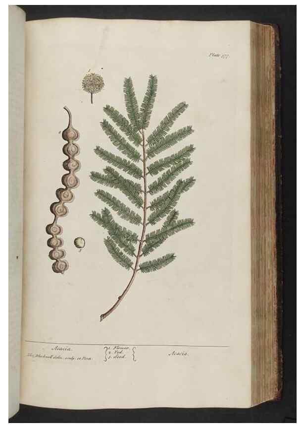 Reproducción/Reproduction 8361137905: A curious herbal. London : Printed for Samuel Harding, 1737-1739.