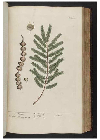 Reproducción/Reproduction 8361137905: A curious herbal. London : Printed for Samuel Harding, 1737-1739.