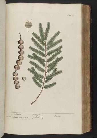 Reproducción/Reproduction 8361137905: A curious herbal. London : Printed for Samuel Harding, 1737-1739.