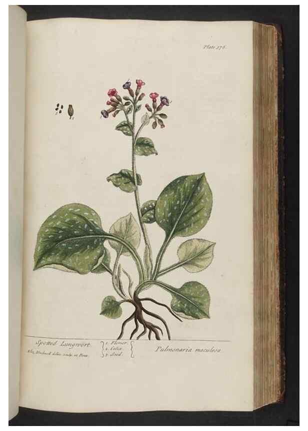 Reproducción/Reproduction 8362199114: A curious herbal. London : Printed for Samuel Harding, 1737-1739.