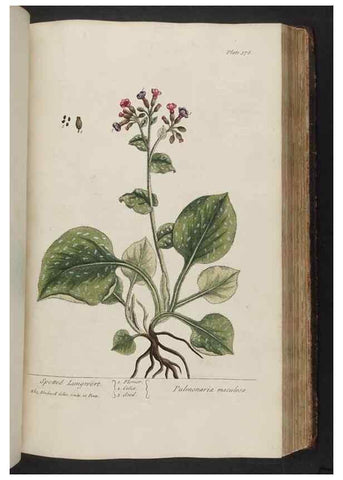 Reproducción/Reproduction 8362199114: A curious herbal. London : Printed for Samuel Harding, 1737-1739.