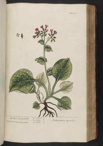 Reproducción/Reproduction 8362199114: A curious herbal. London : Printed for Samuel Harding, 1737-1739.