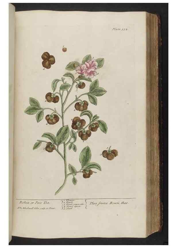 Reproducción/Reproduction 8362192568: A curious herbal. London : Printed for Samuel Harding, 1737-1739.