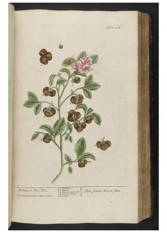 Reproducción/Reproduction 8362192568: A curious herbal. London : Printed for Samuel Harding, 1737-1739.