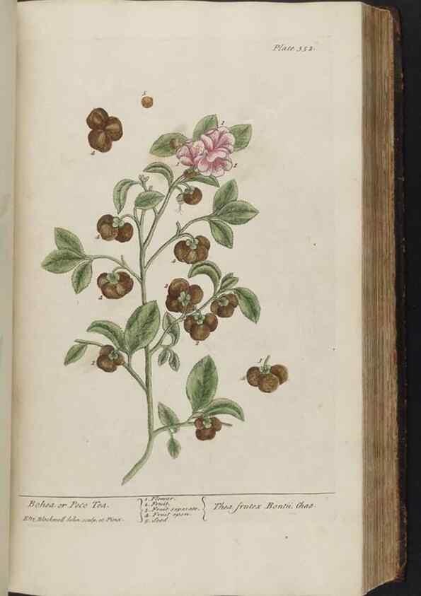 Reproducción/Reproduction 8362192568: A curious herbal. London : Printed for Samuel Harding, 1737-1739.