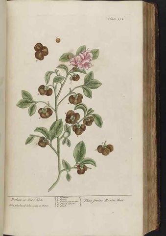 Reproducción/Reproduction 8362192568: A curious herbal. London : Printed for Samuel Harding, 1737-1739.