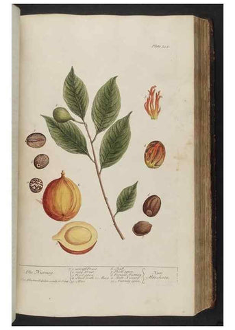 Reproducción/Reproduction 8361131269: A curious herbal. London : Printed for Samuel Harding, 1737-1739.