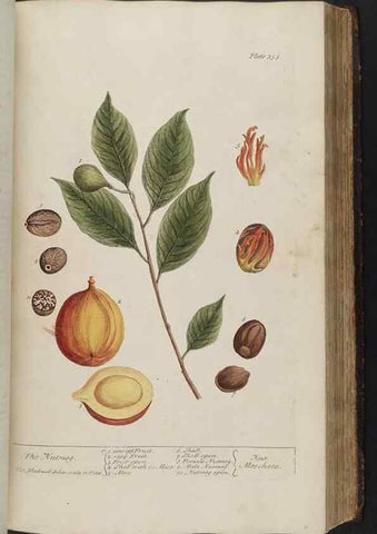 Reproducción/Reproduction 8361131269: A curious herbal. London : Printed for Samuel Harding, 1737-1739.