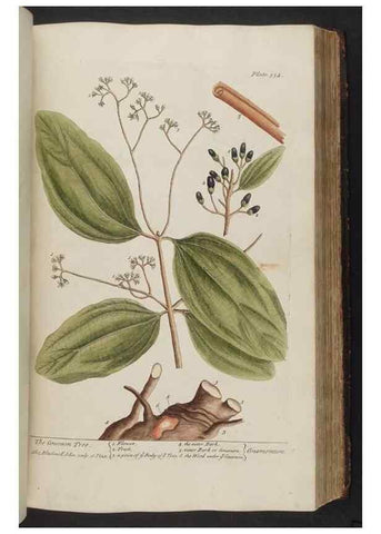 Reproducción/Reproduction 8361131445: A curious herbal. London : Printed for Samuel Harding, 1737-1739.