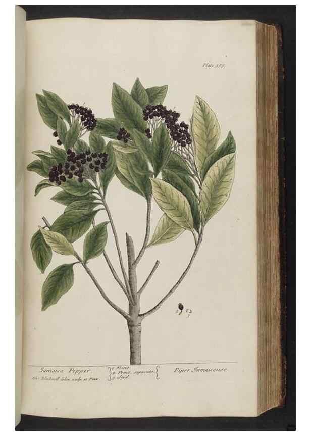 Reproducción/Reproduction 8362193200: A curious herbal. London : Printed for Samuel Harding, 1737-1739.