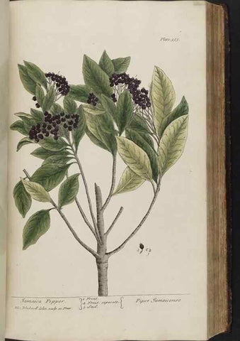 Reproducción/Reproduction 8362193200: A curious herbal. London : Printed for Samuel Harding, 1737-1739.