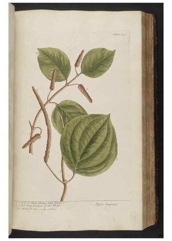 Reproducción/Reproduction 8361132309: A curious herbal. London : Printed for Samuel Harding, 1737-1739.