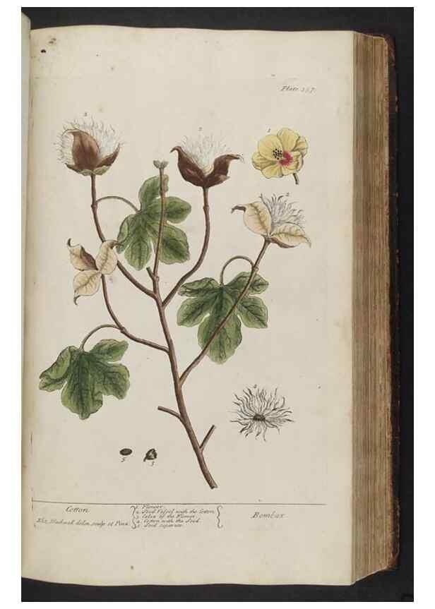 Reproducción/Reproduction 8361132499: A curious herbal. London : Printed for Samuel Harding, 1737-1739.
