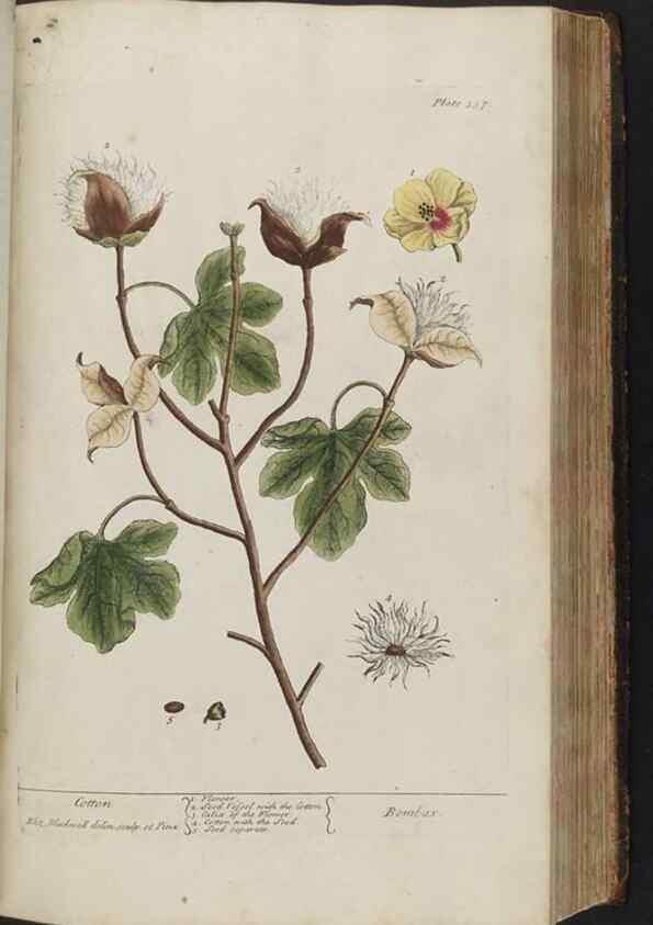 Reproducción/Reproduction 8361132499: A curious herbal. London : Printed for Samuel Harding, 1737-1739.