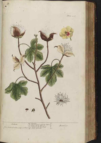 Reproducción/Reproduction 8361132499: A curious herbal. London : Printed for Samuel Harding, 1737-1739.