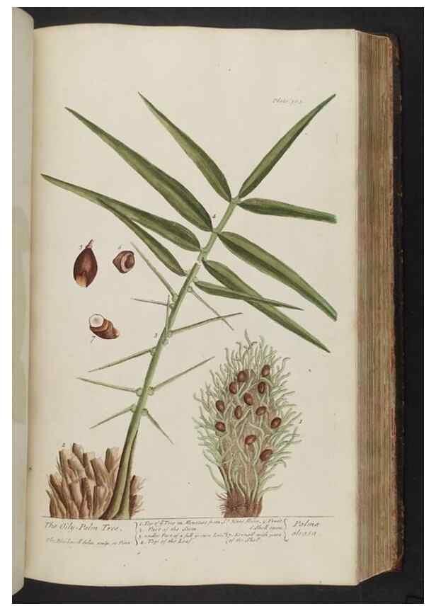 Reproducción/Reproduction 8361134199: A curious herbal. London : Printed for Samuel Harding, 1737-1739.