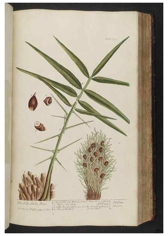 Reproducción/Reproduction 8361134199: A curious herbal. London : Printed for Samuel Harding, 1737-1739.