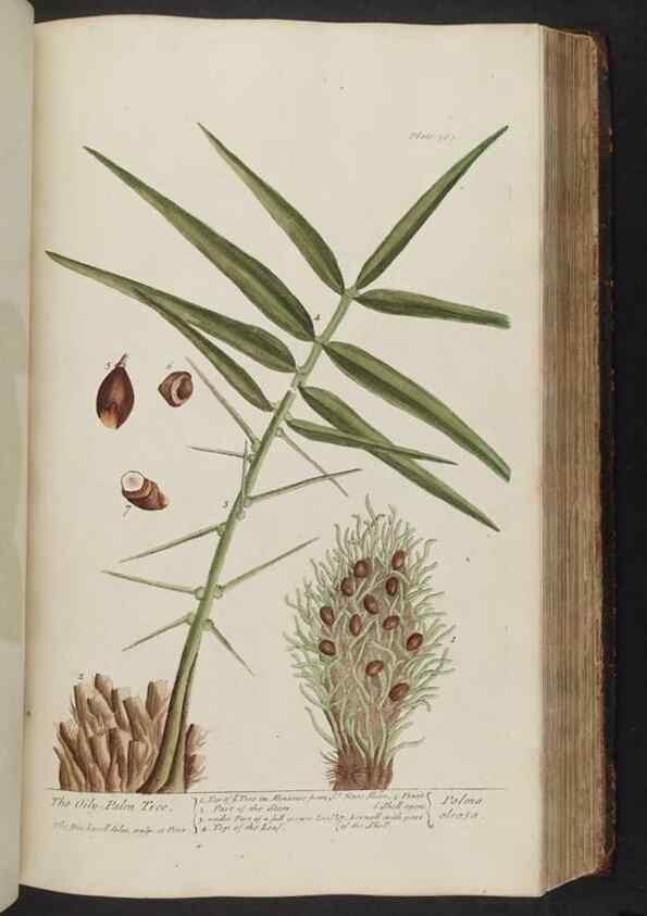 Reproducción/Reproduction 8361134199: A curious herbal. London : Printed for Samuel Harding, 1737-1739.