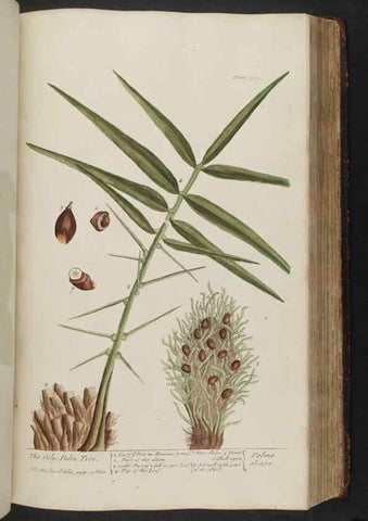Reproducción/Reproduction 8361134199: A curious herbal. London : Printed for Samuel Harding, 1737-1739.