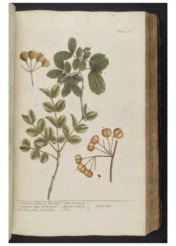 Reproducción/Reproduction 8361130749: A curious herbal. London : Printed for Samuel Harding, 1737-1739.