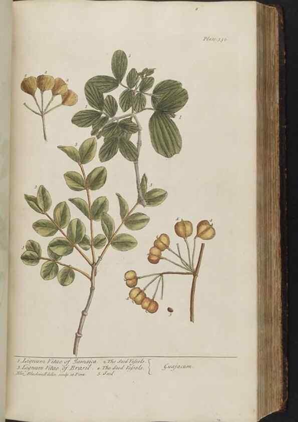 Reproducción/Reproduction 8361130749: A curious herbal. London : Printed for Samuel Harding, 1737-1739.