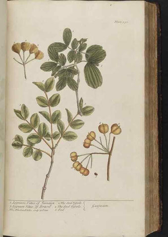 Reproducción/Reproduction 8361130749: A curious herbal. London : Printed for Samuel Harding, 1737-1739.